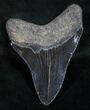 Megalodon Tooth - Serrated Black #9421-2